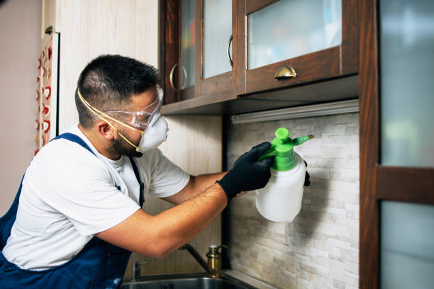 Best Wasp Removal Services  in Chisago City, MN