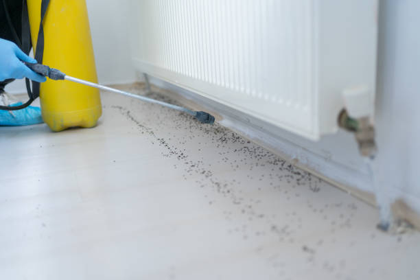 Best Affordable Pest Control Services  in Chisago City, MN